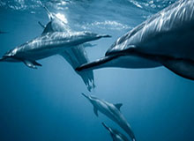 女足奥运名单出炉 王霜领衔 快马唐佳丽落选